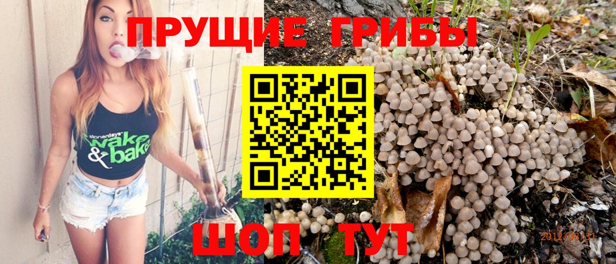 Галлюциногенные грибы Psilocybe  Вход с VPN  Псилоцибиновые грибы GOLDEN TEACHER  Ефремов 