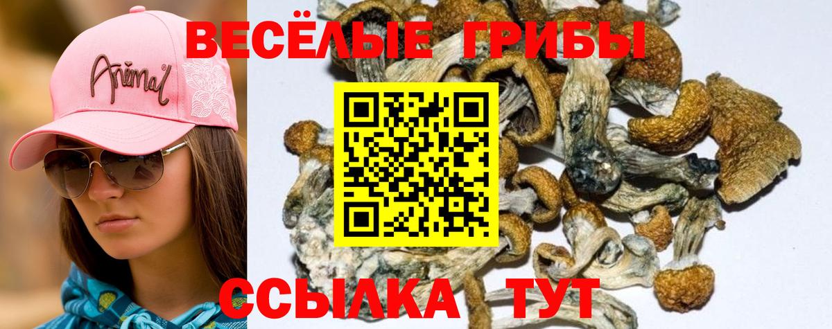 Галлюциногенные грибы Psilocybine cubensis Ефремов